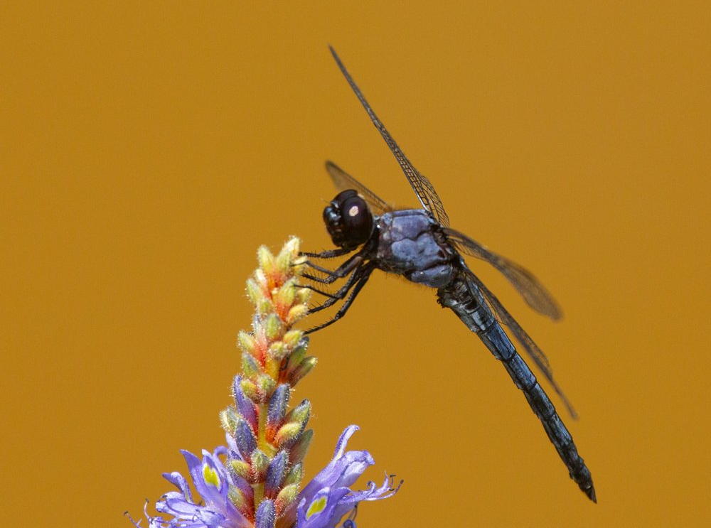 Slaty Skimmer
