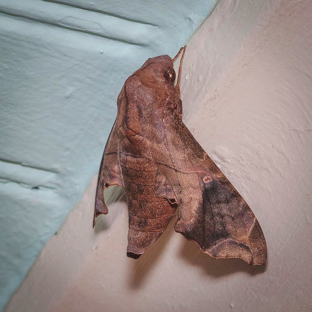 Mourn_Sphinx2_9.28.2022_006.jpg