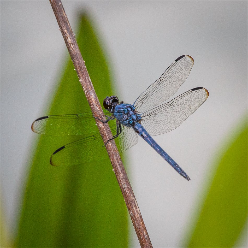 Slaty Skimmer