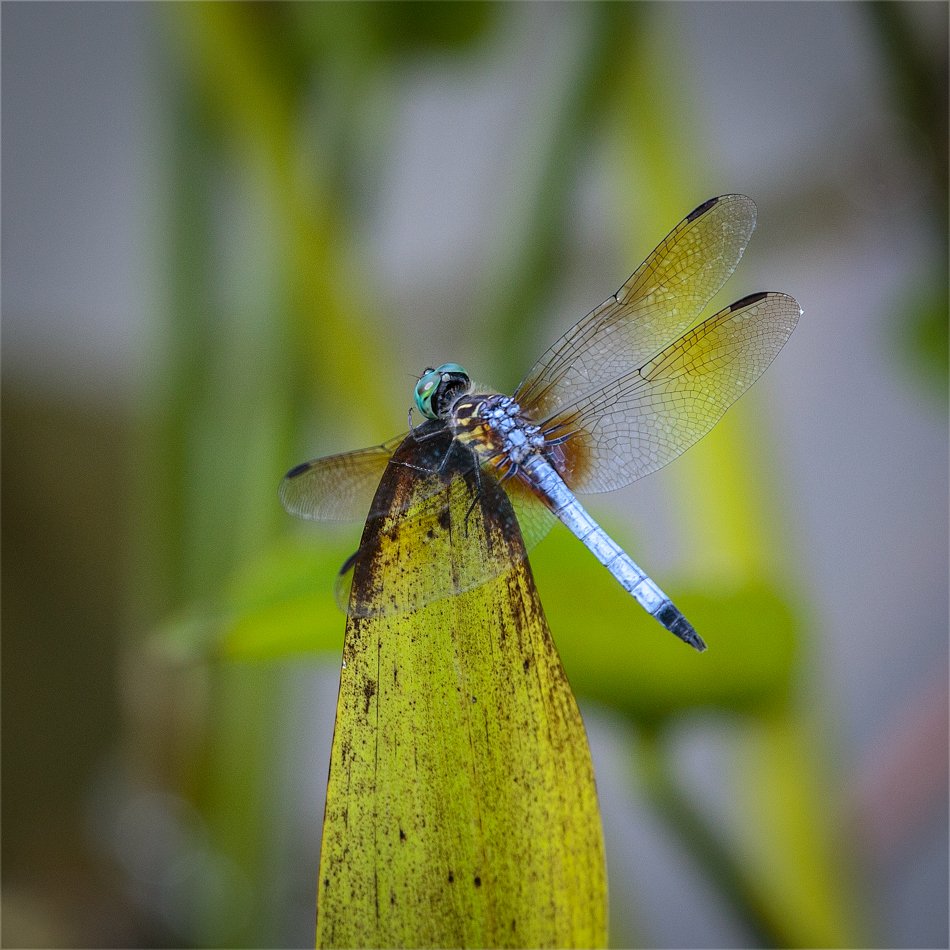 Blue Dasher