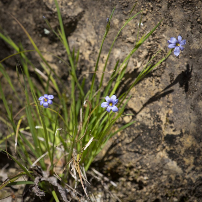 Narrow-leaf Blue-eyed Grass