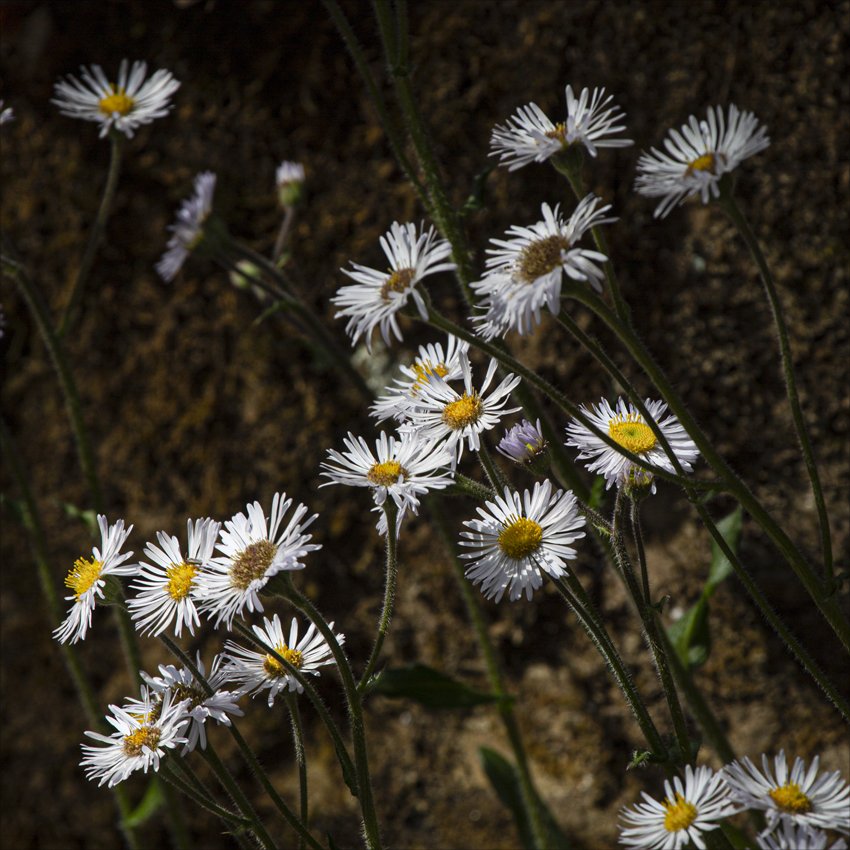 com_fleabane.jpeg