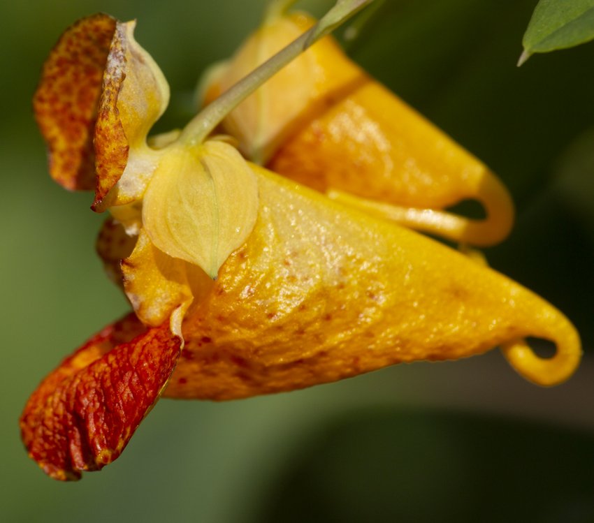 Orange Jewelweed