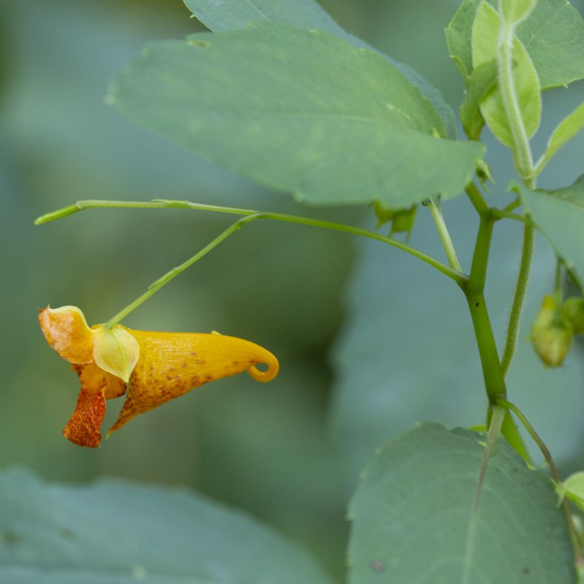 Orange Jewelweed
