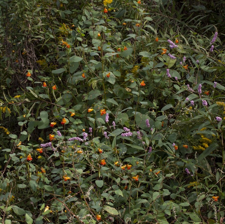 Orange Jewelweed