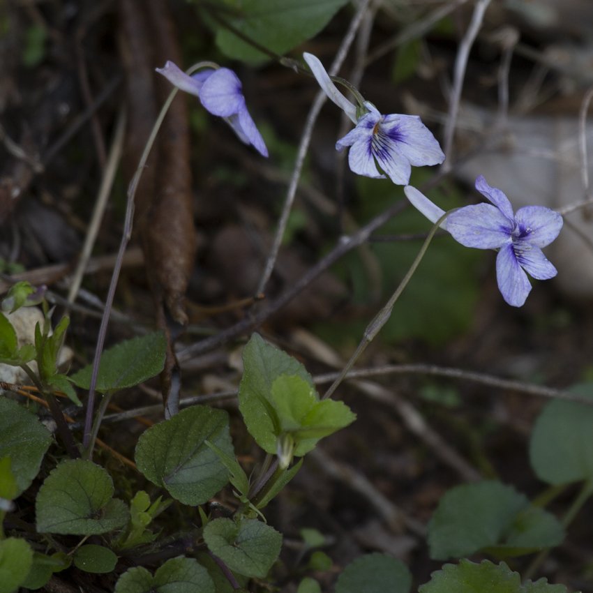 Long-spur Violet