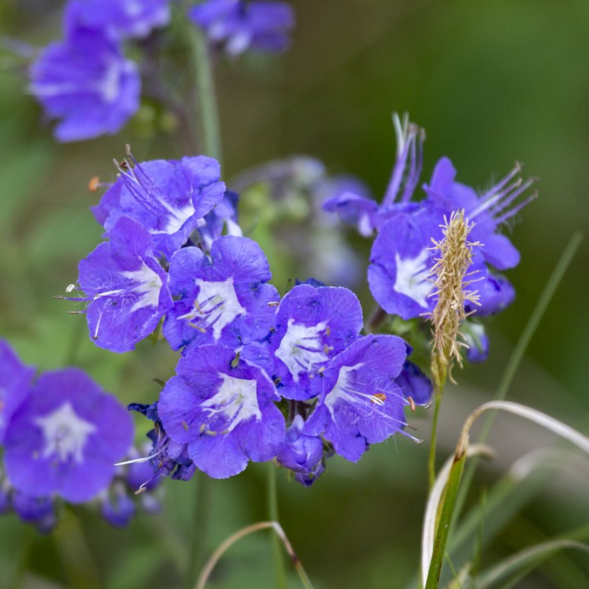 Purple Phacelia