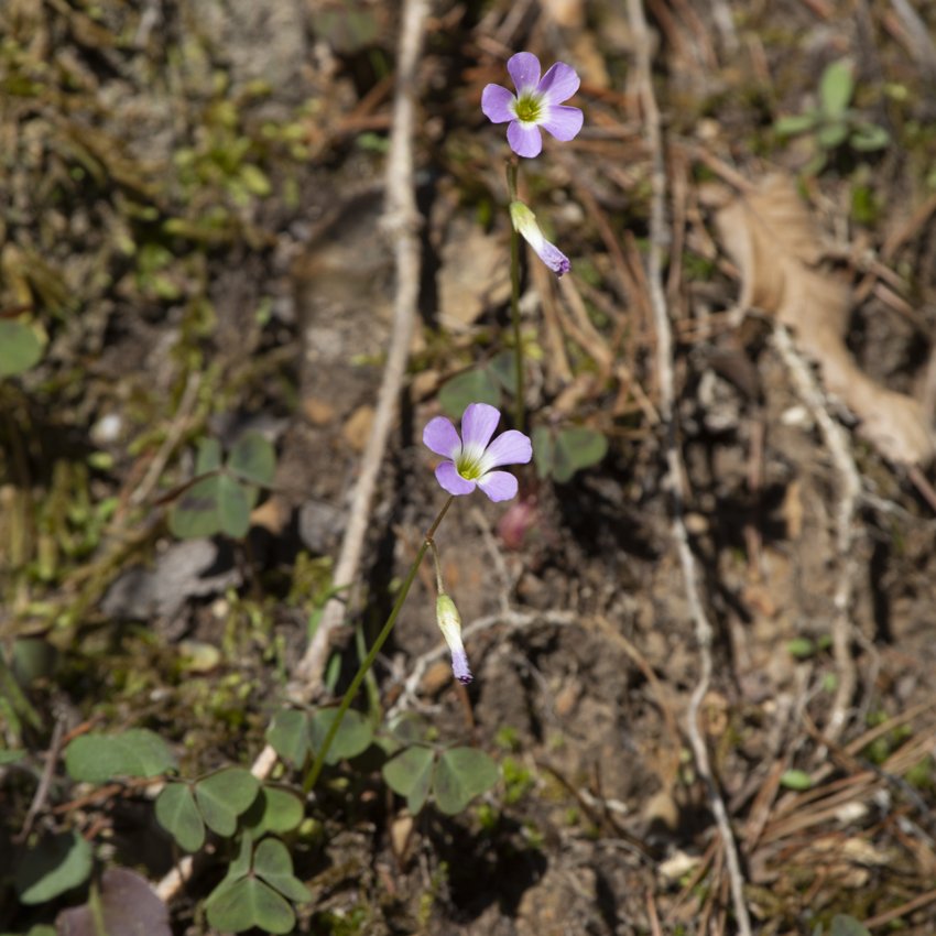 Violet Wood Sorrel