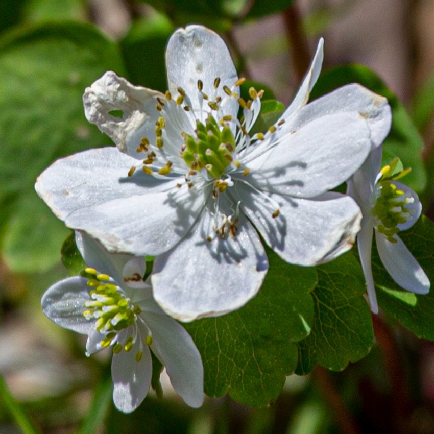 rue_anemone.jpeg