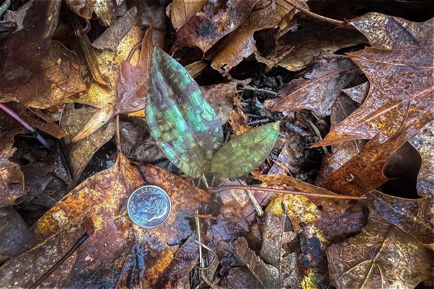 Trout Lily, Stephenson‘s Creek, Georgia (CH)