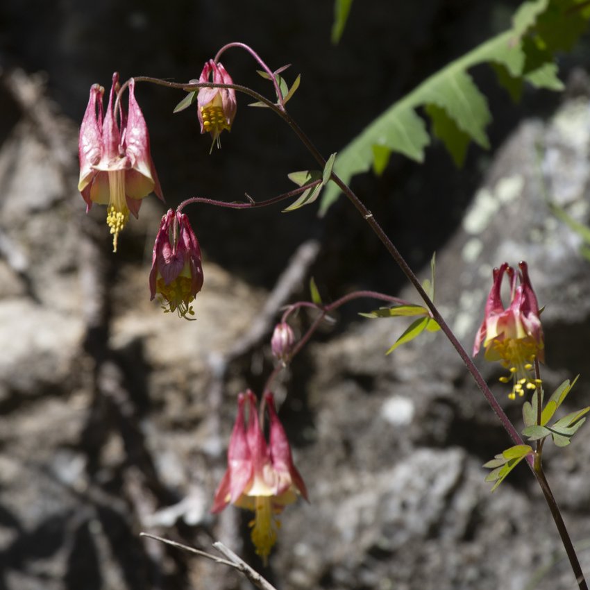 wild_columbine_2.jpeg